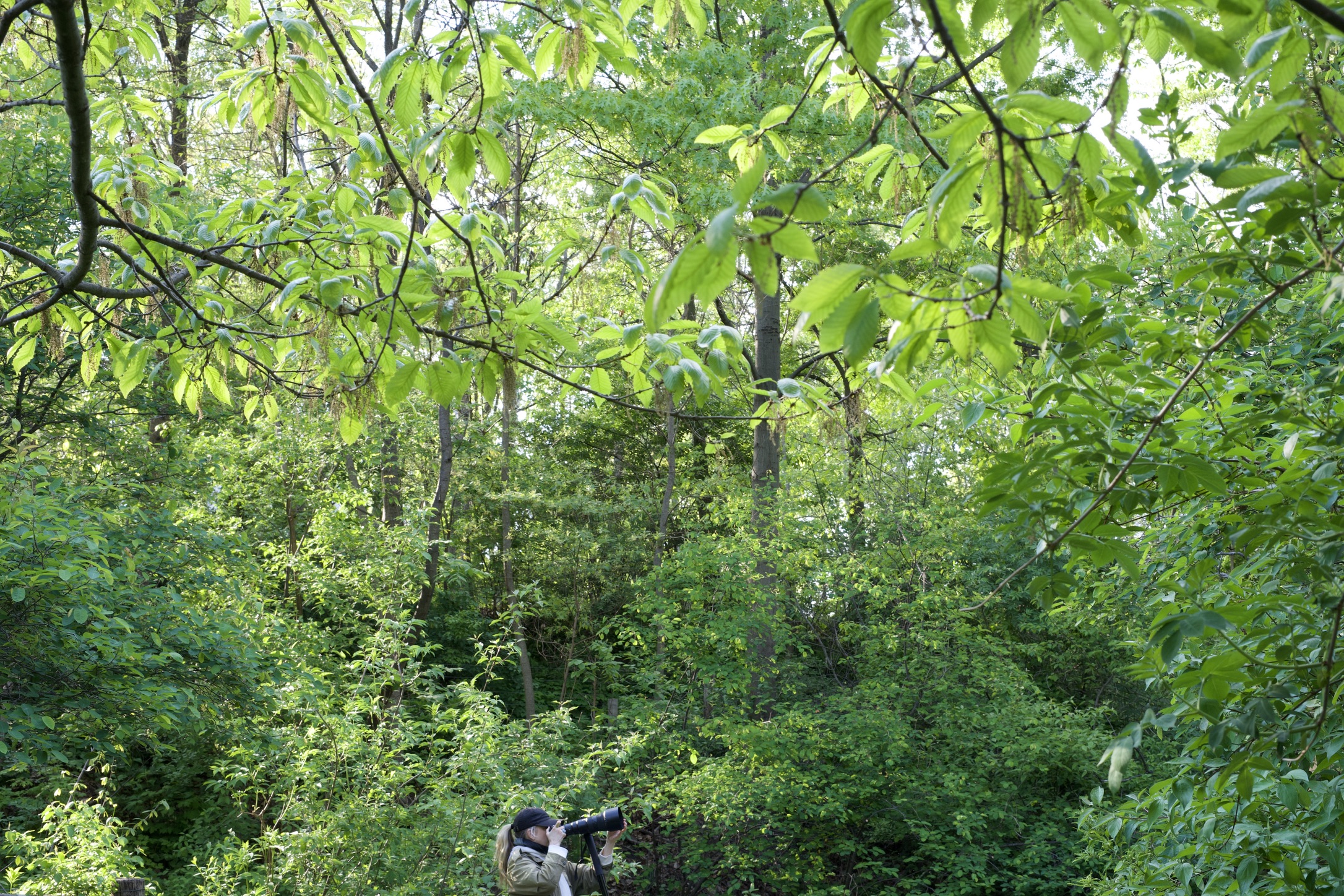 Photographer hidden in greenery